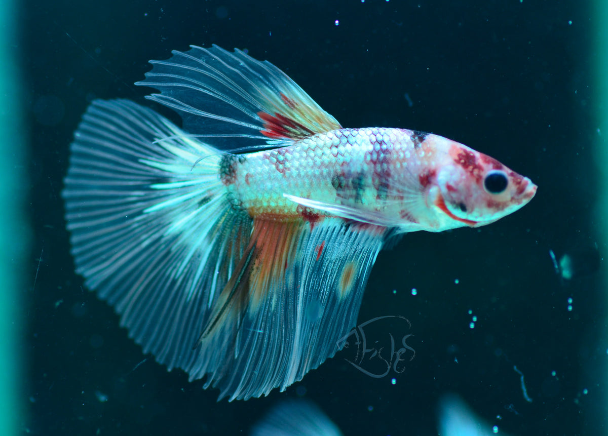 Copper Nemo Delta-tail Male