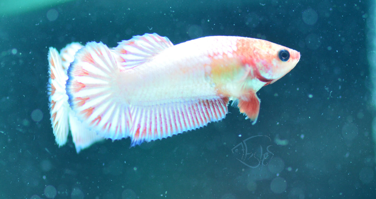 Orange Fancy HMPK Female