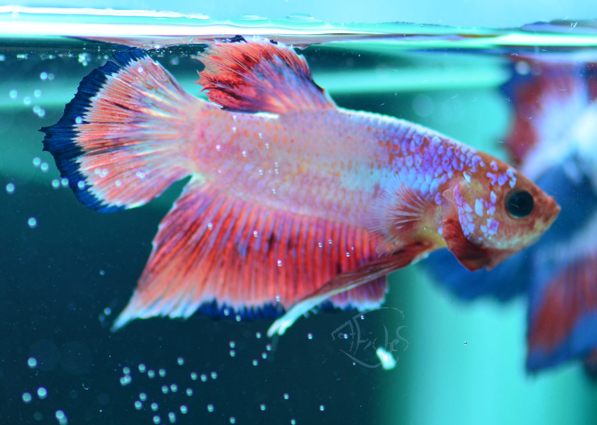 Pink Fancy Plakat Male