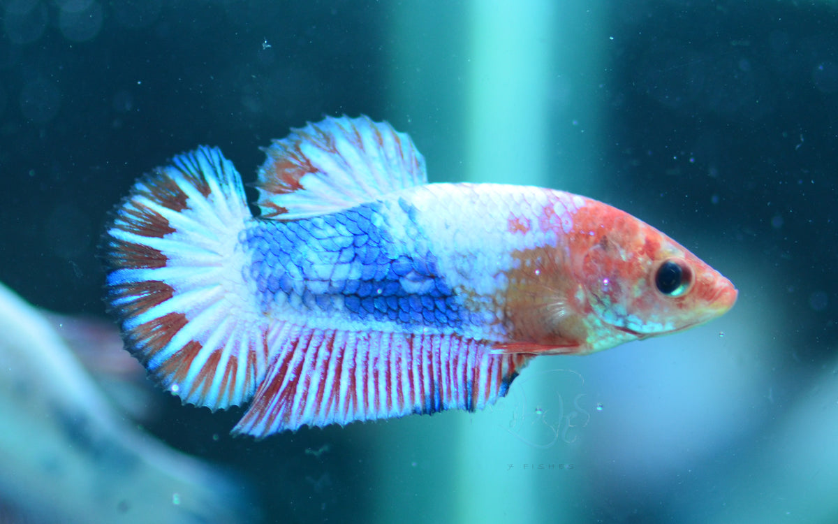 Orange Pastel Fancy HMPK Female