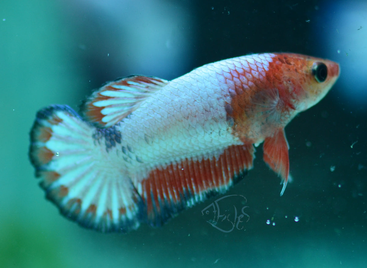 Orange Pastel Fancy HMPK Female