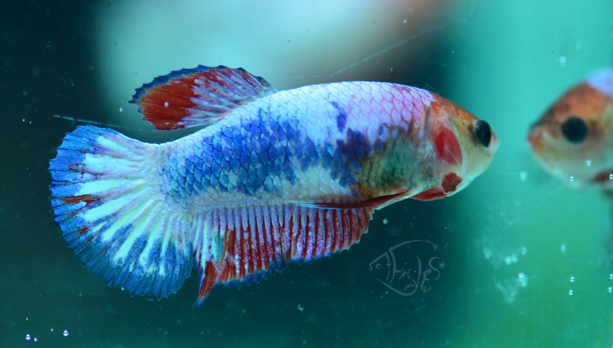 Orange Pastel Fancy HMPK Female