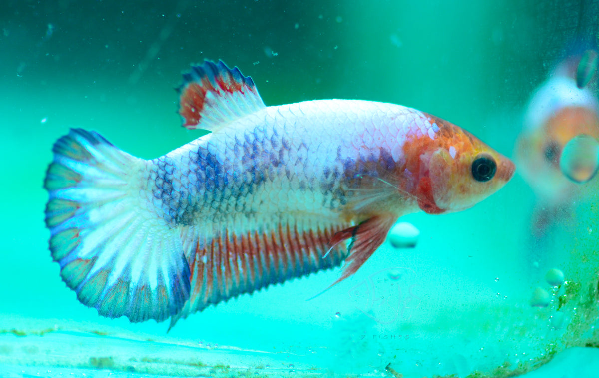 Orange Pastel Fancy HMPK Female