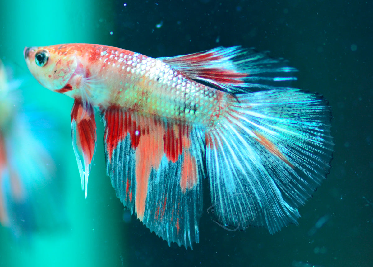 Copper Nemo Delta-tail Male