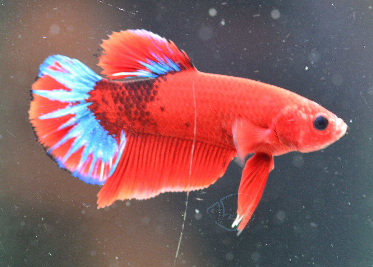 Red Hellboy Plakat Male