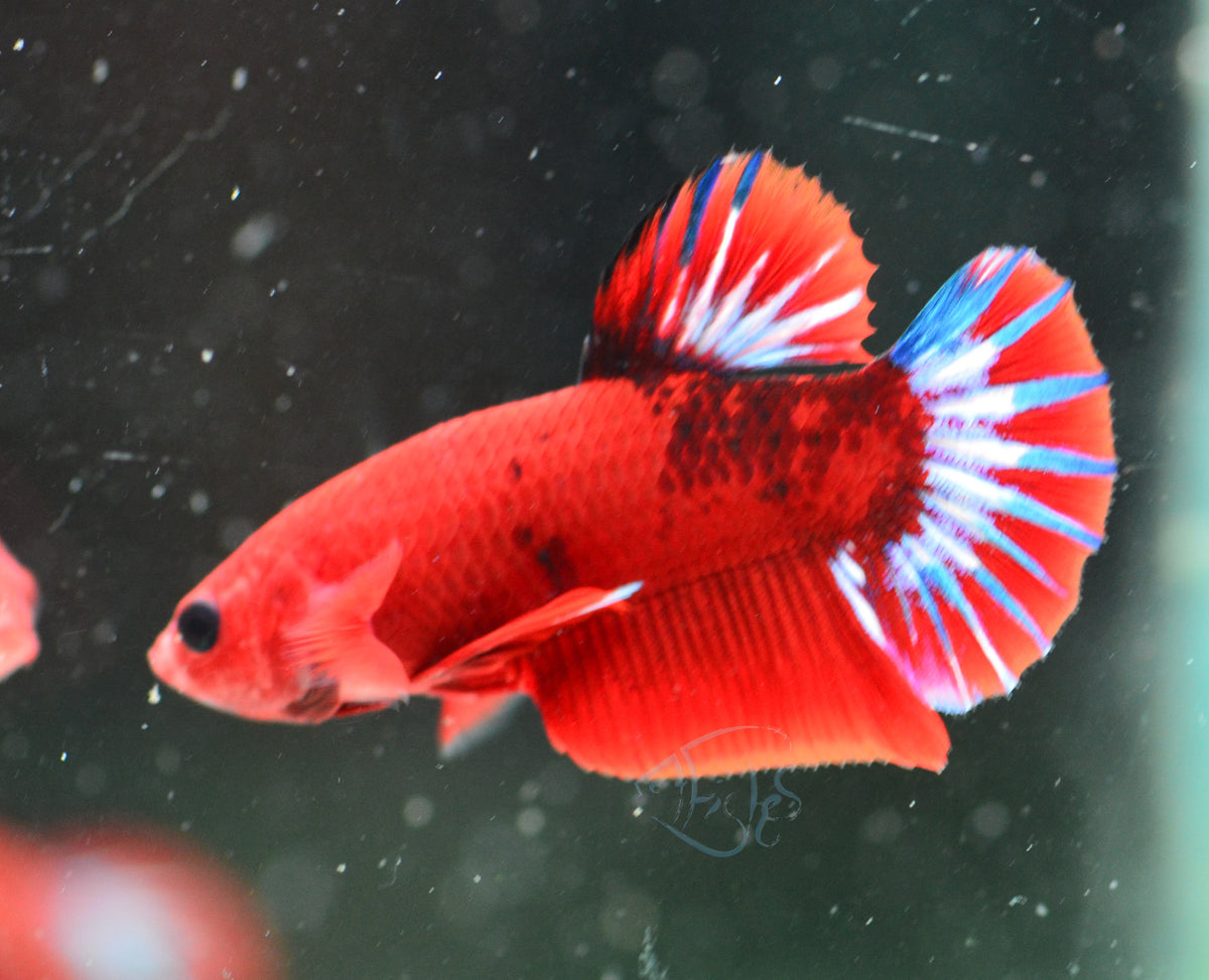 Red Hellboy Plakat Male