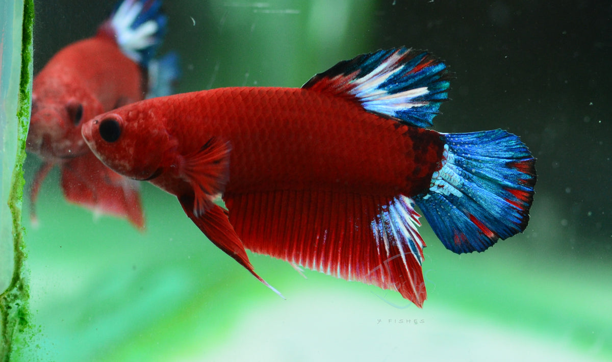 Red Hellboy Plakat Male