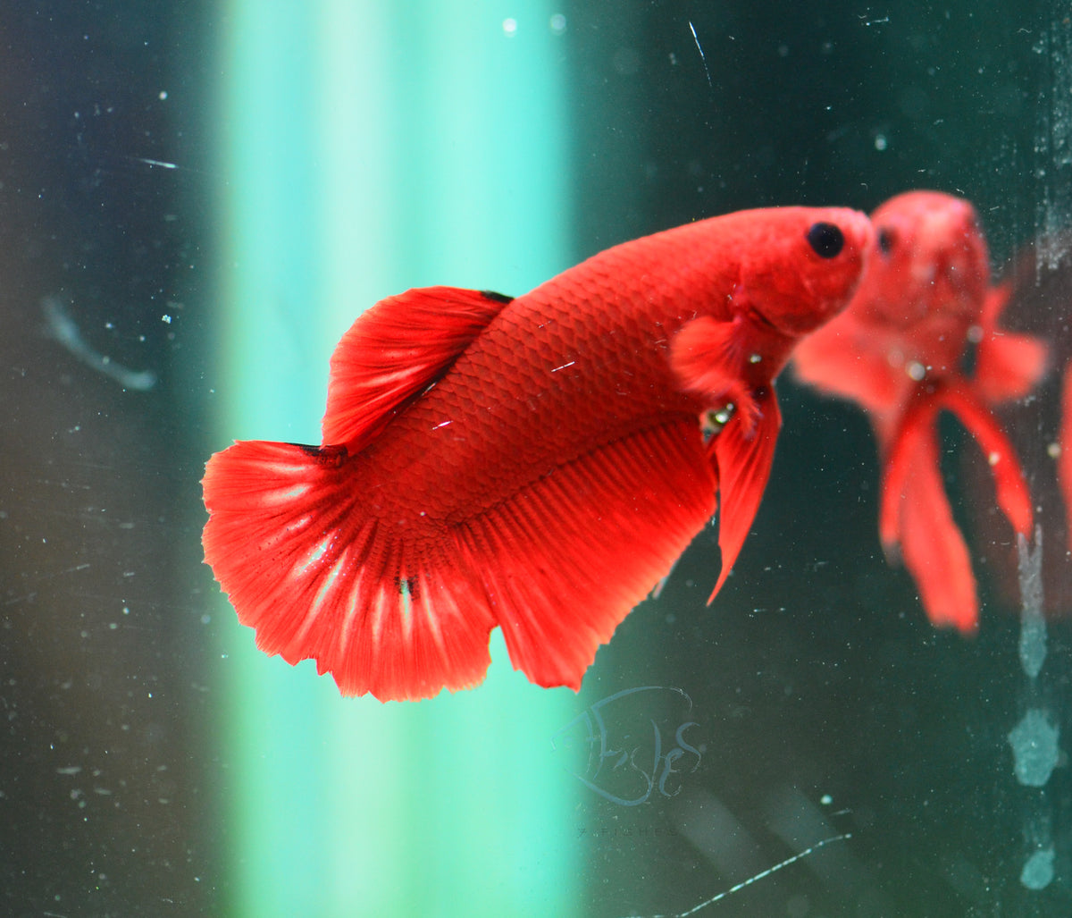 Red Hellboy Plakat Male