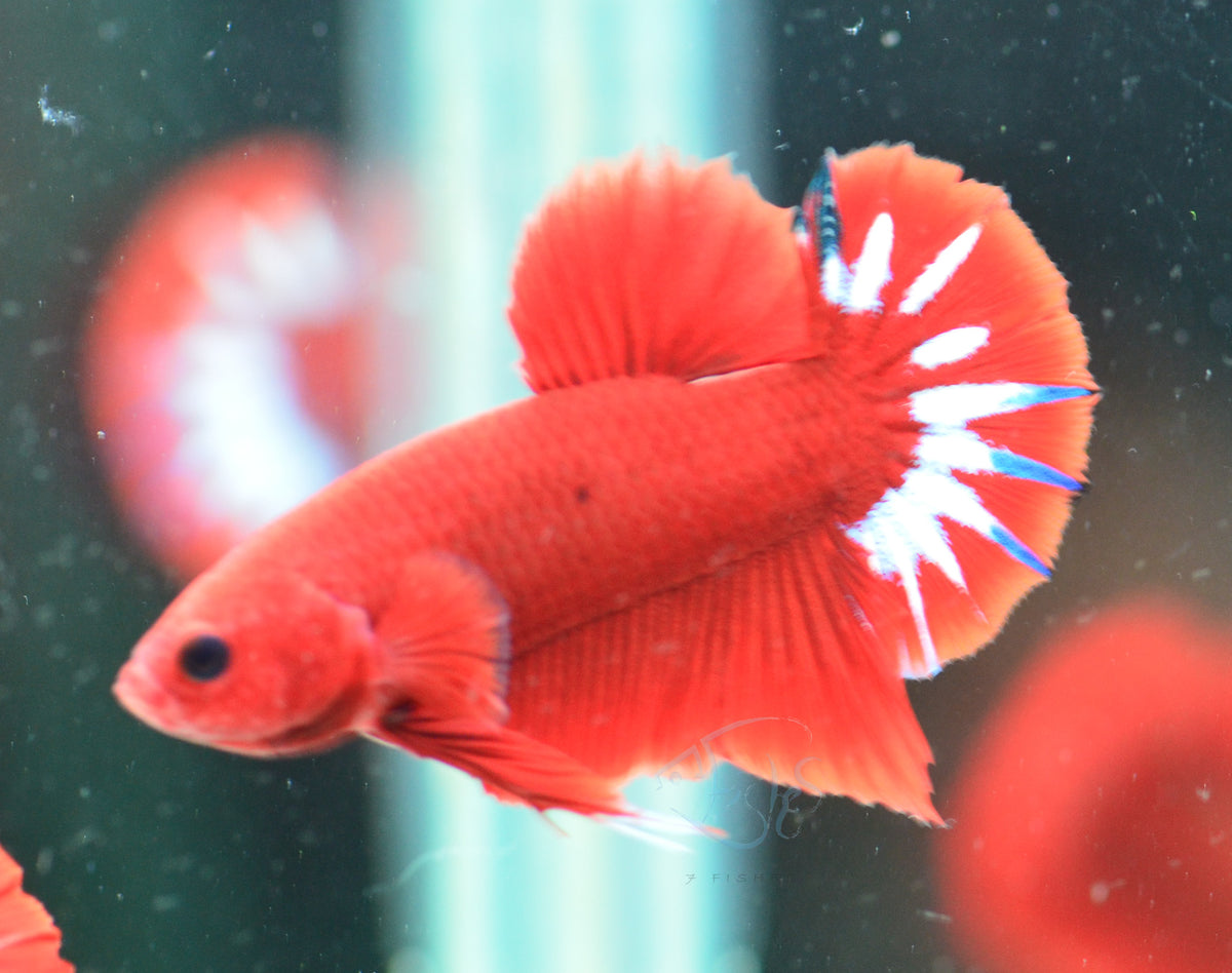 Red Hellboy Plakat Male
