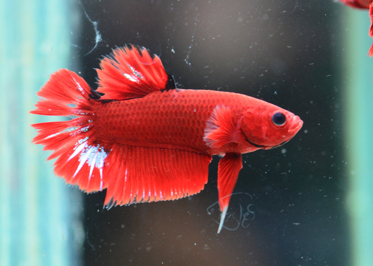 Red Hellboy Plakat Male