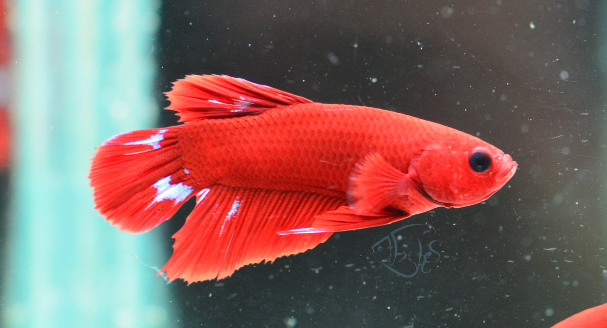 Red Hellboy Plakat Male