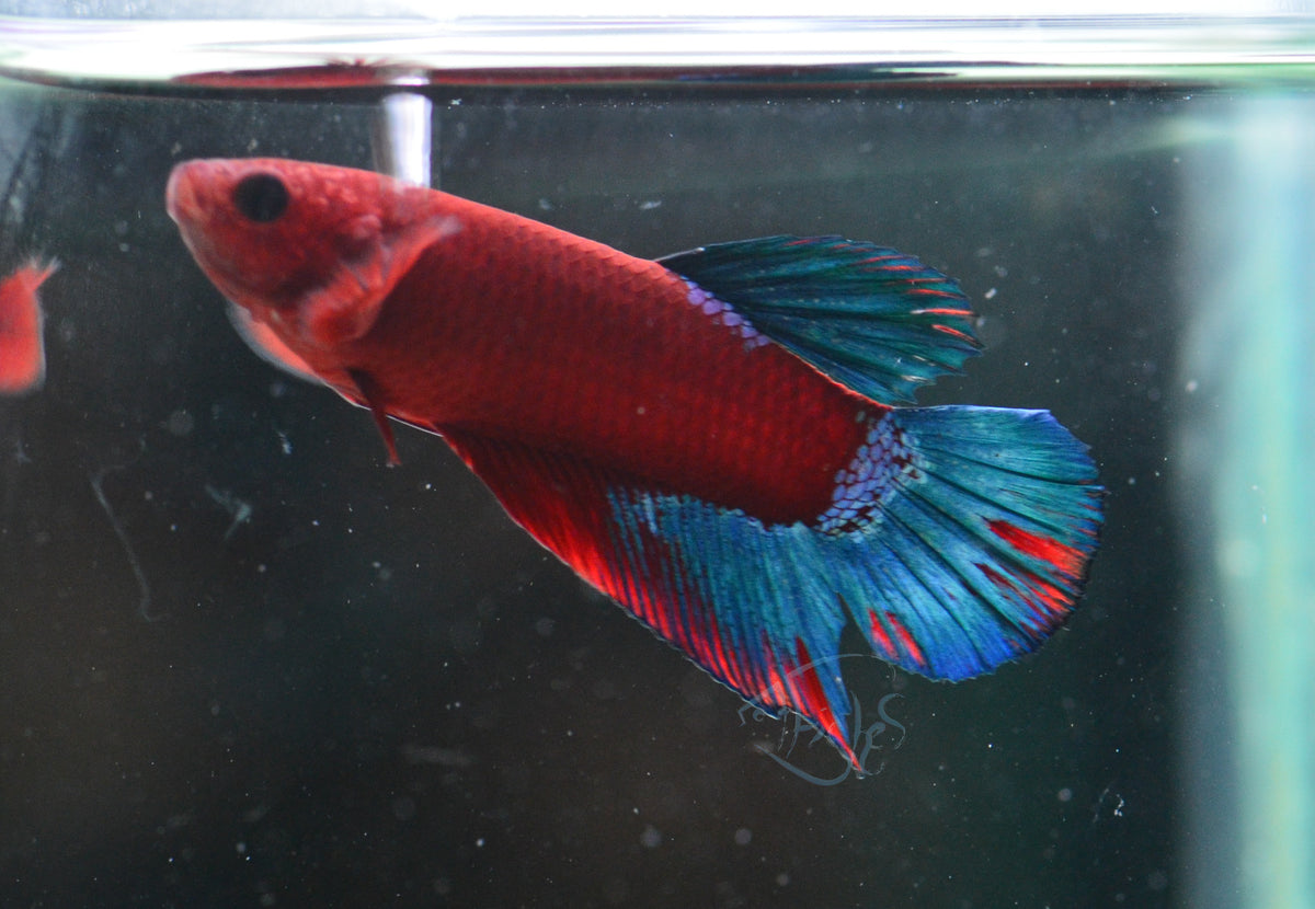 Red Hellboy Plakat Male