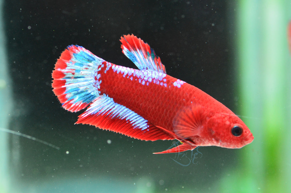 Red Hellboy Plakat Male
