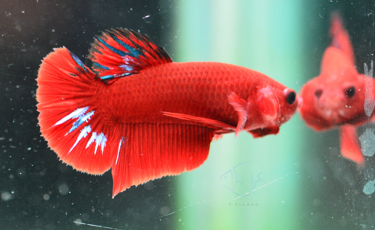 Red Hellboy Plakat Male