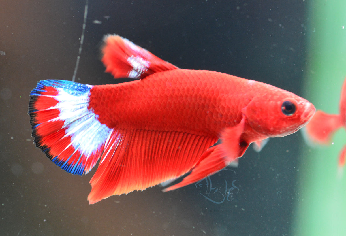Red Hellboy Plakat Male