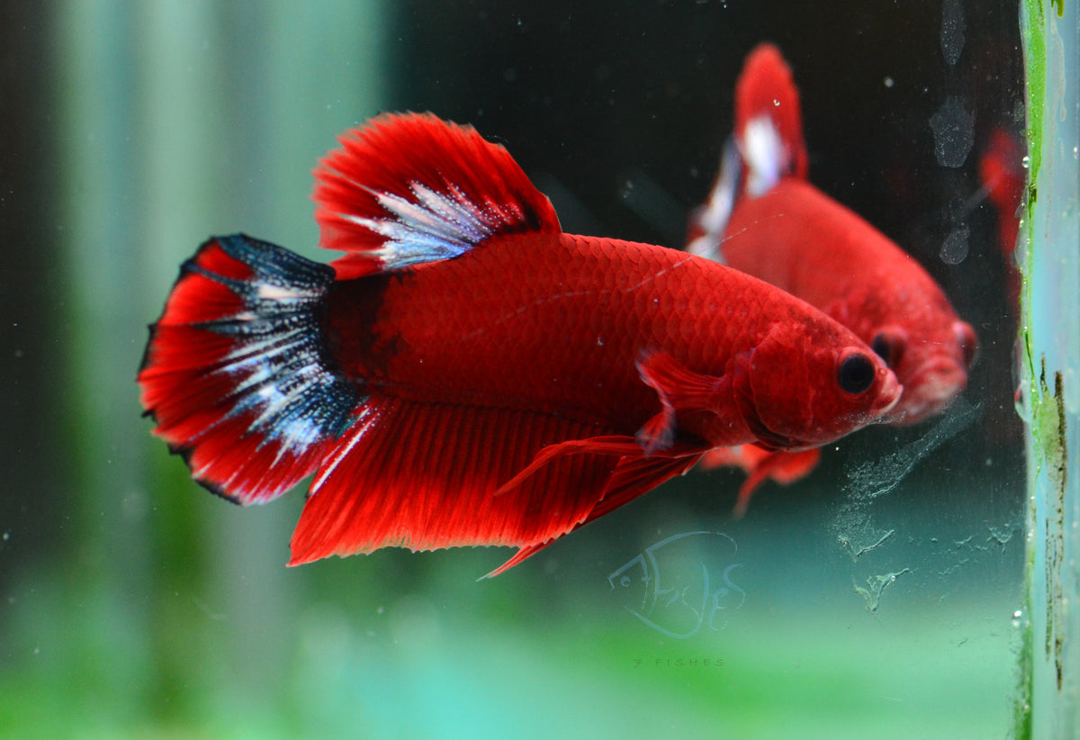 Red Hellboy Plakat Male