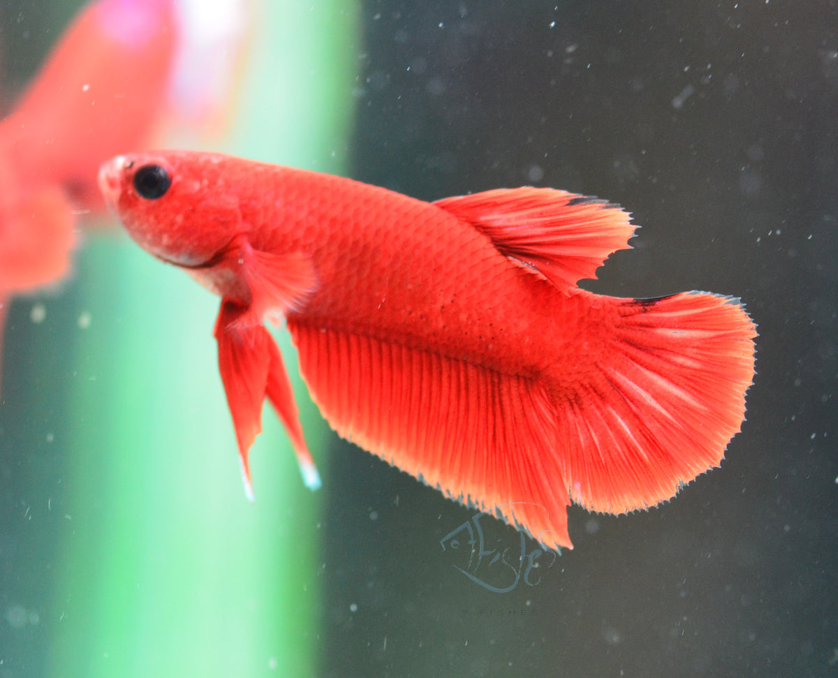 Red Hellboy Plakat Male