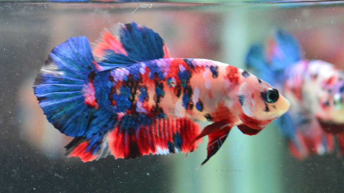 Multicolour HMPK Male