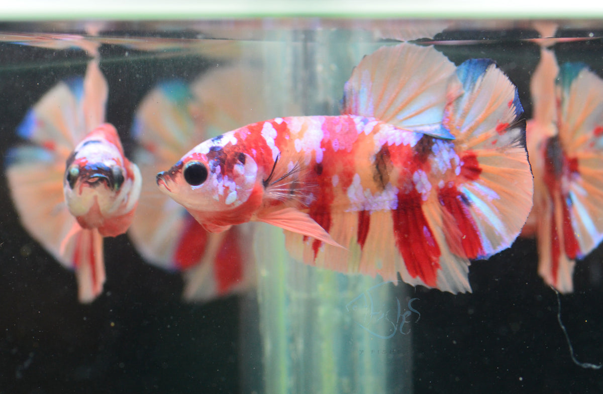 Multicolour HMPK Male
