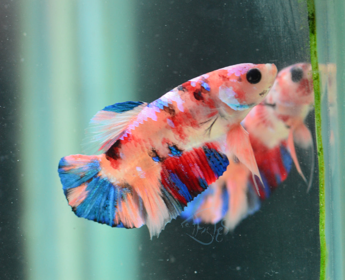 Multicolour HMPK Male