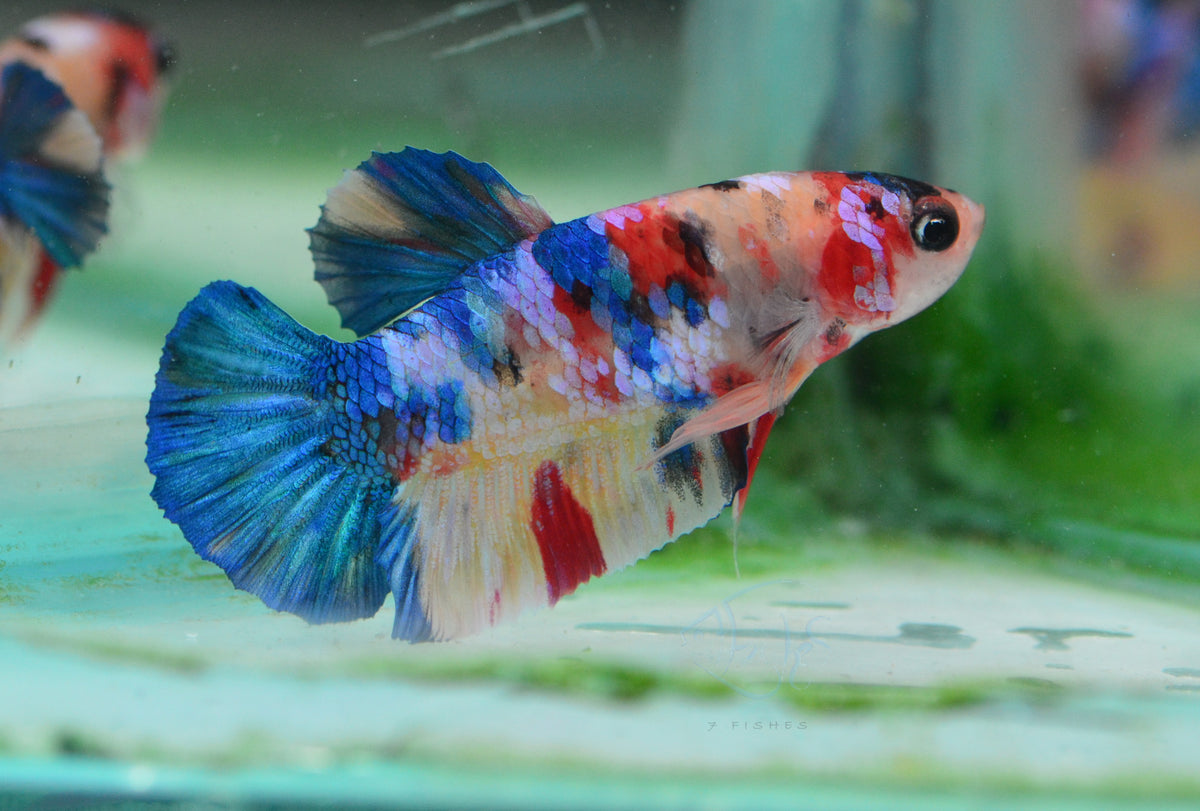 Multicolour HMPK Male