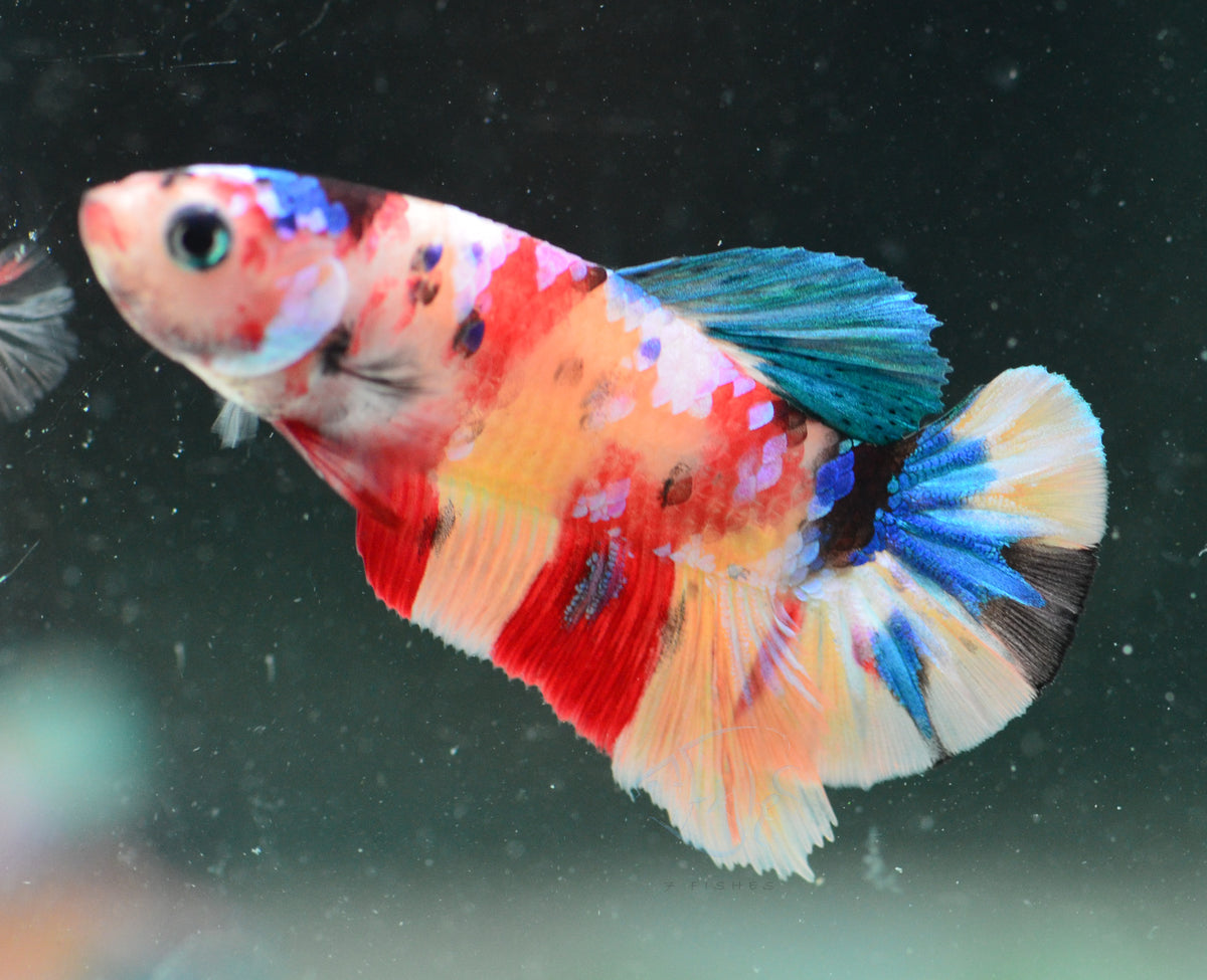 Multicolour HMPK Male
