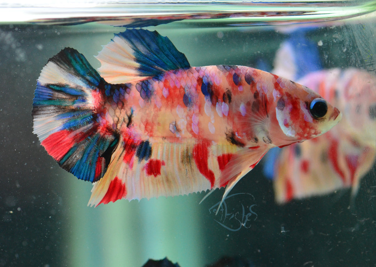 Multicolour HMPK Male