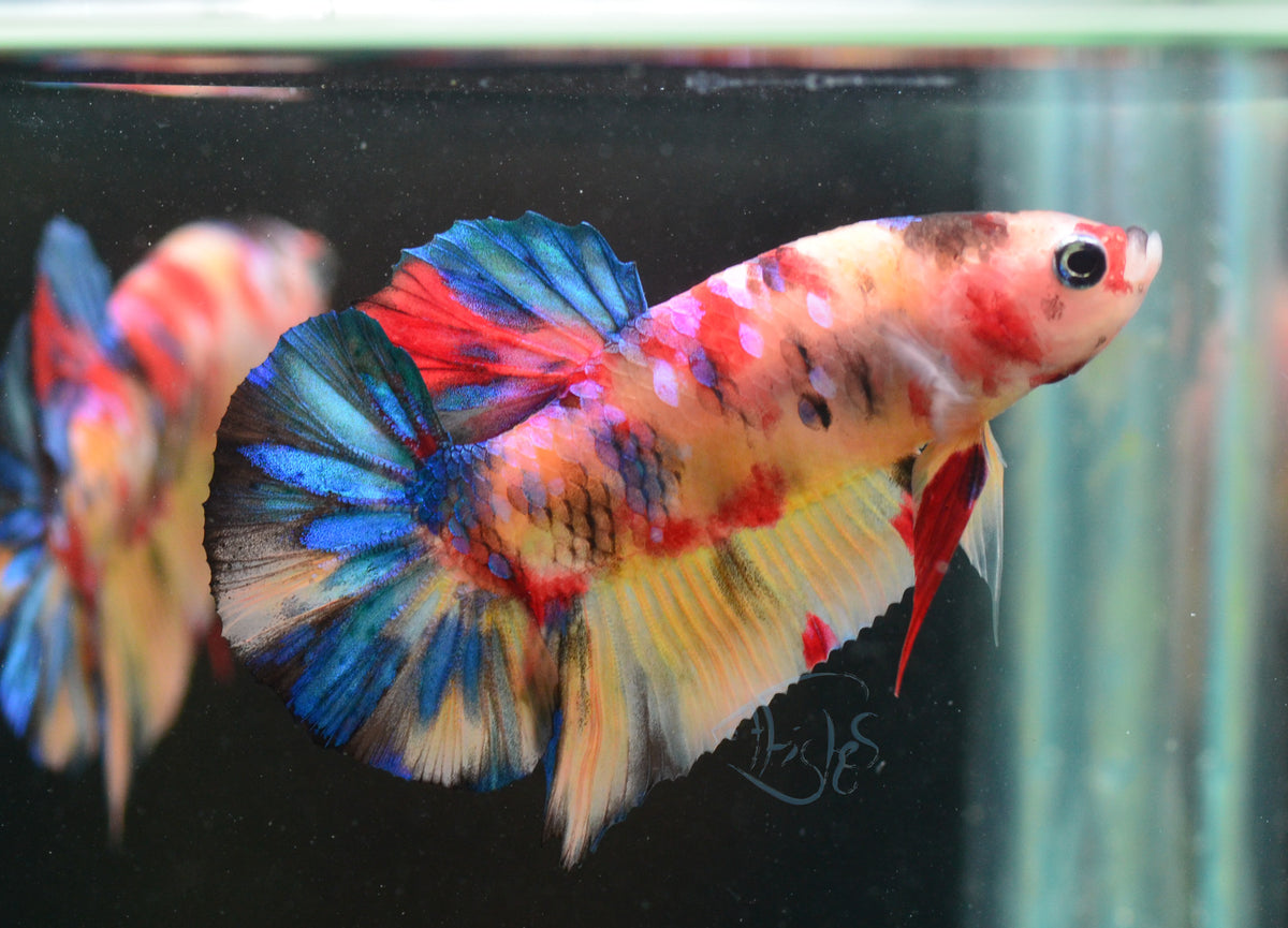 Multicolour HMPK Male