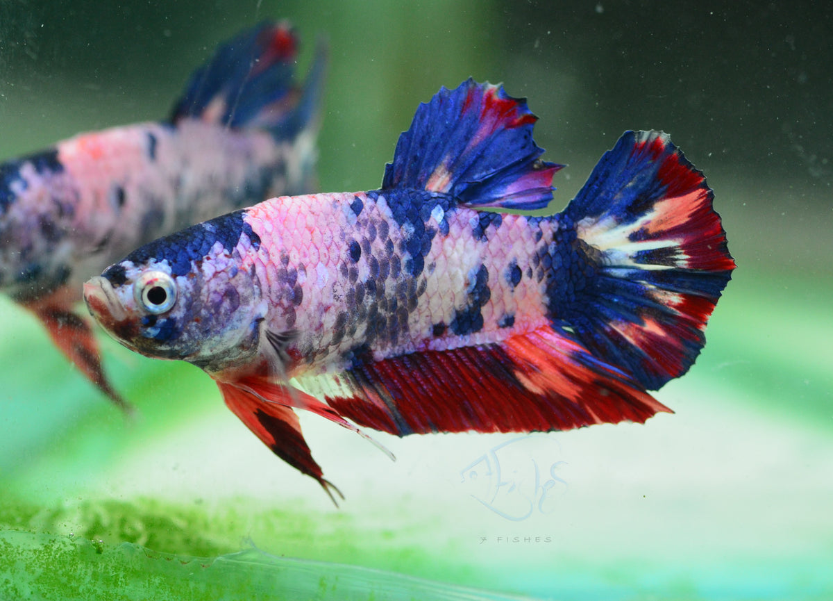 Multicolour HMPK Male