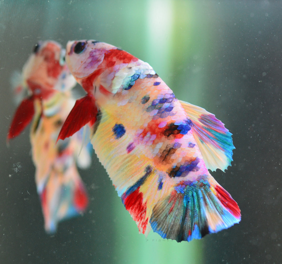 Multicolour HMPK Male