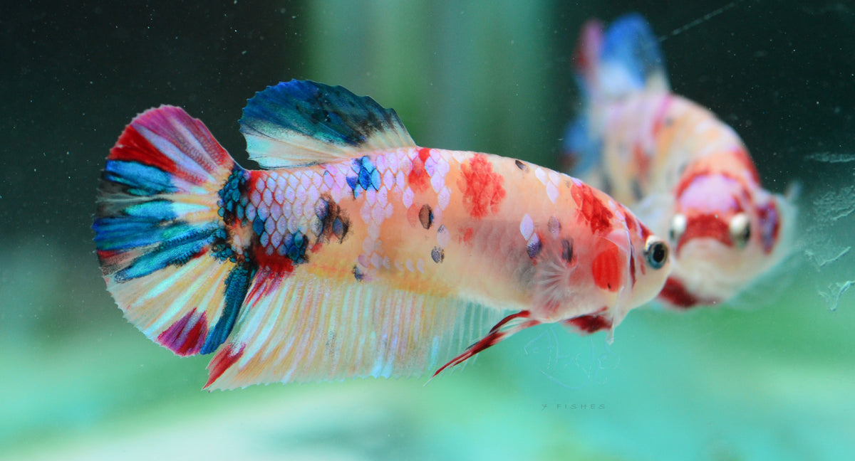 Multicolour HMPK Male