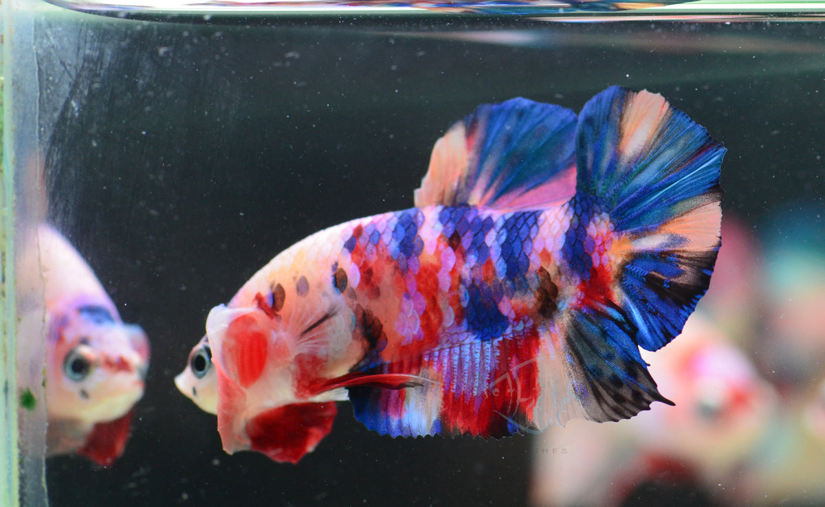 Multicolour HMPK Male