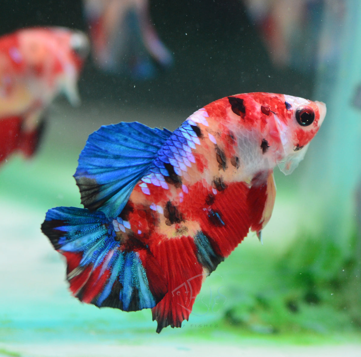 Multicolour HMPK Male
