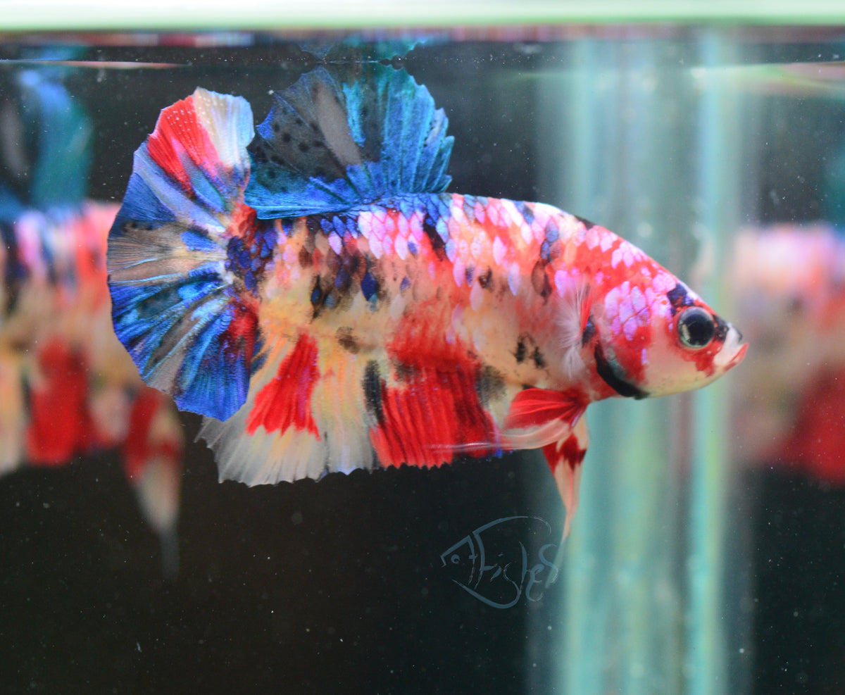 Multicolour HMPK Male