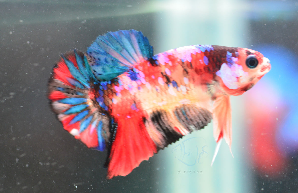 Multicolour HMPK Male