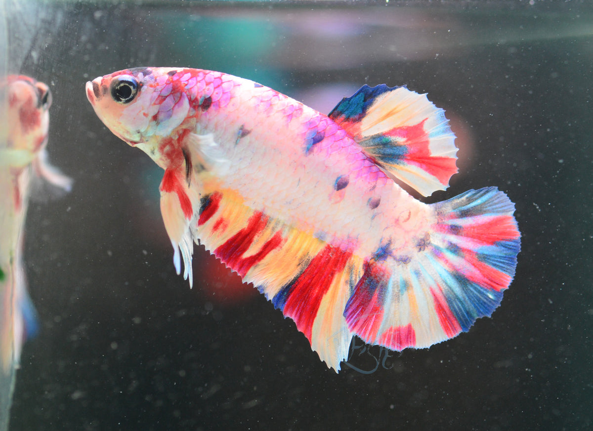 Multicolour HMPK Male