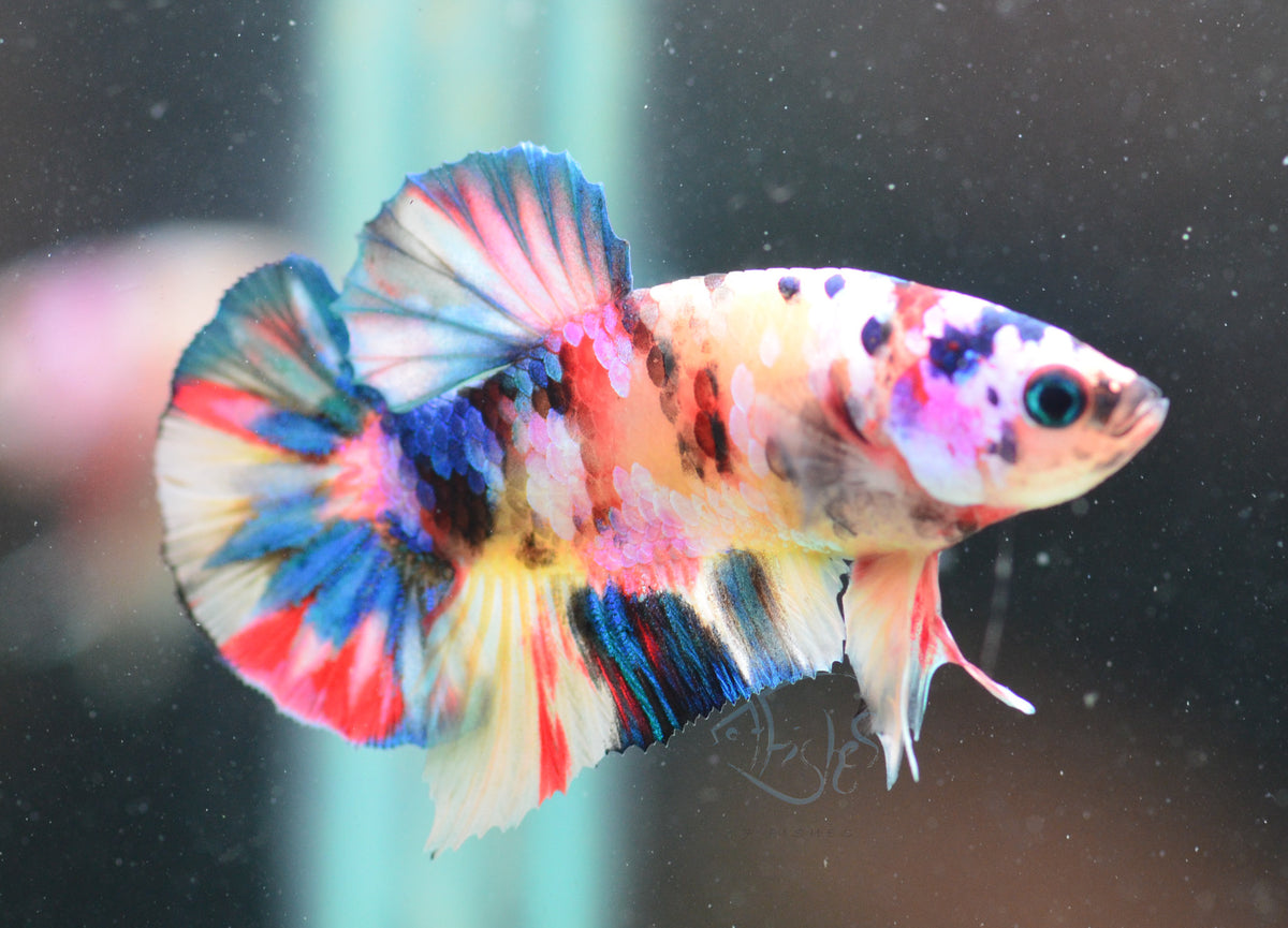 Multicolour HMPK Male