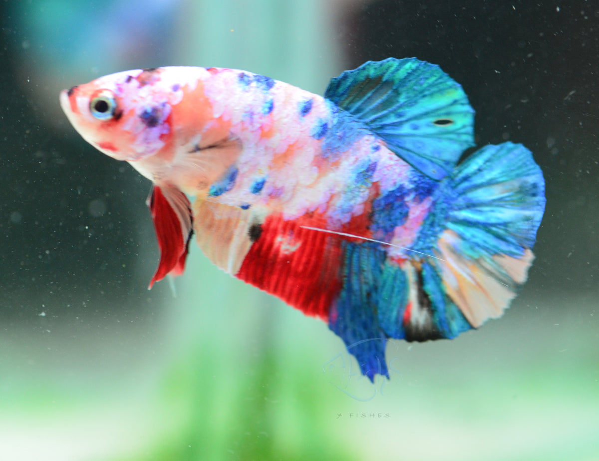 Multicolour HMPK Male