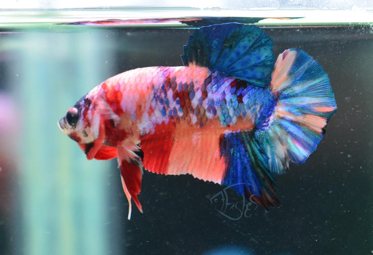 Multicolour HMPK Male