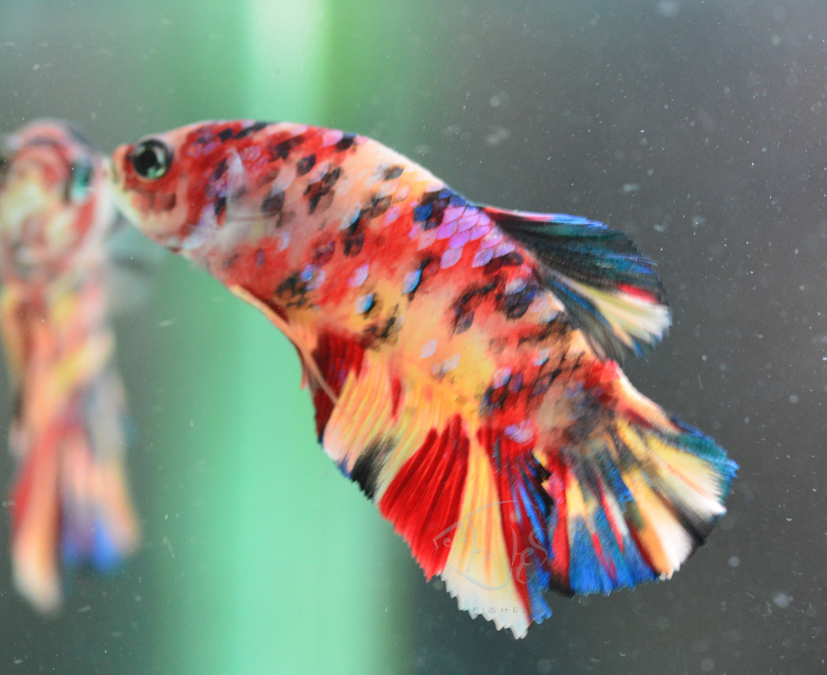 Multicolour HMPK Male