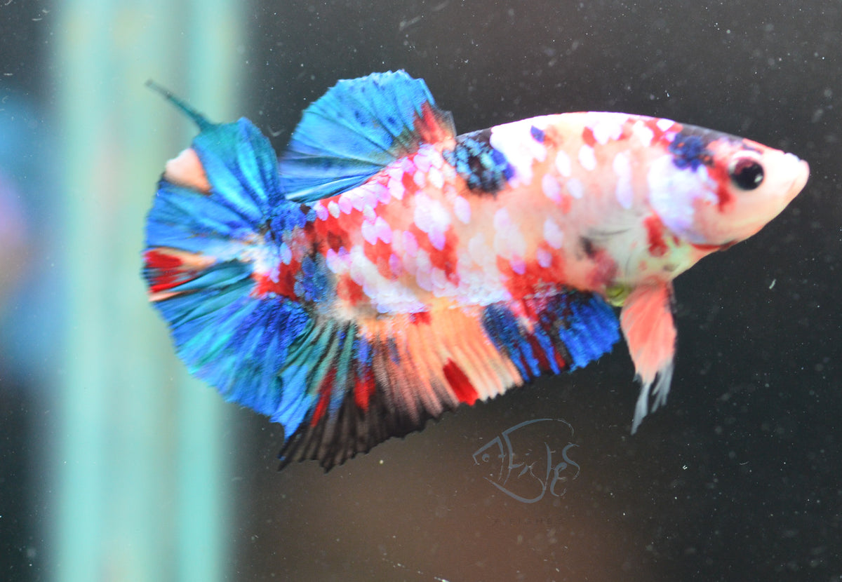 Multicolour HMPK Male