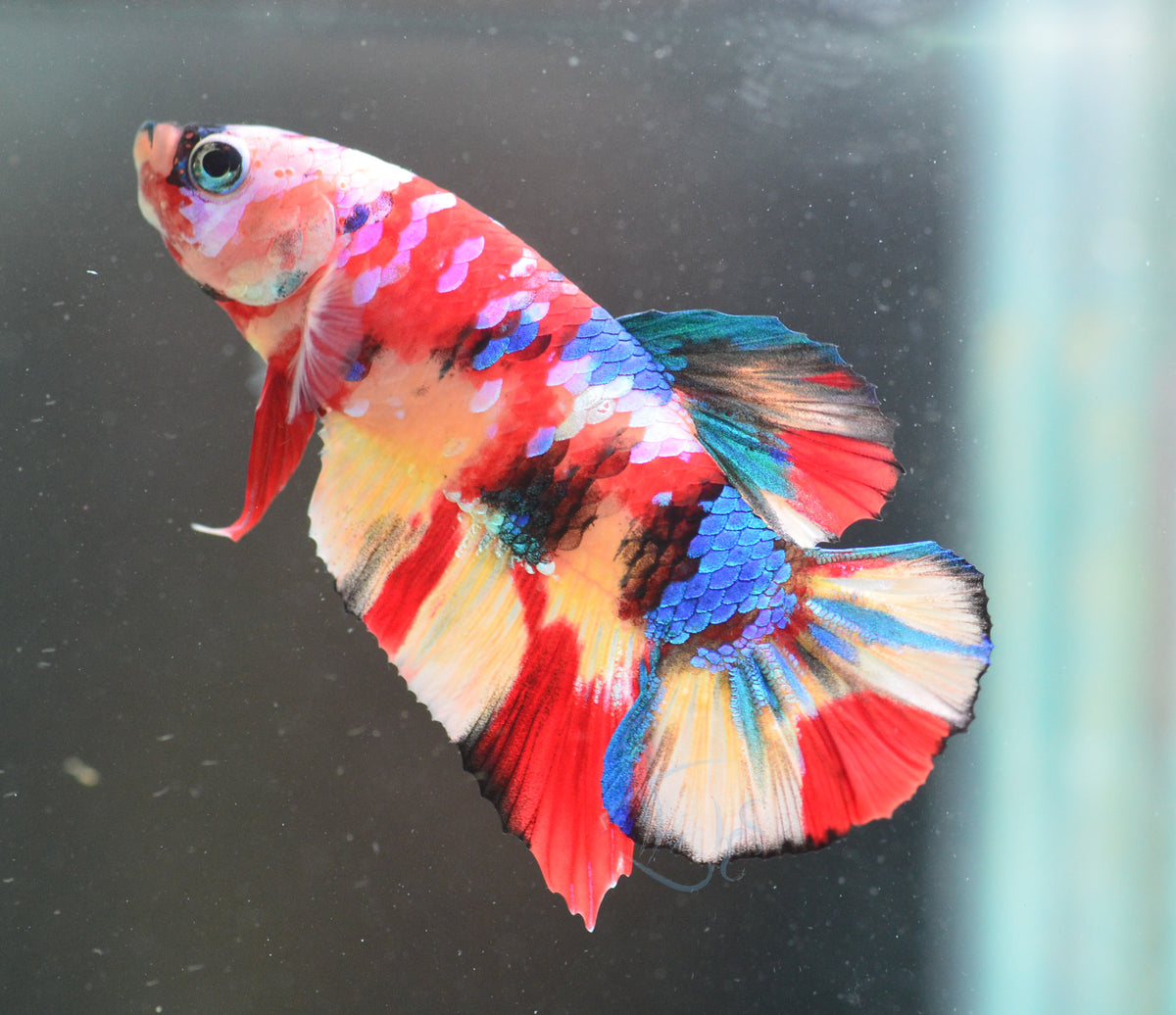 Multicolour HMPK Male