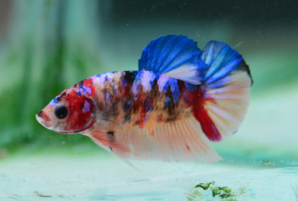 Multicolour HMPK Male
