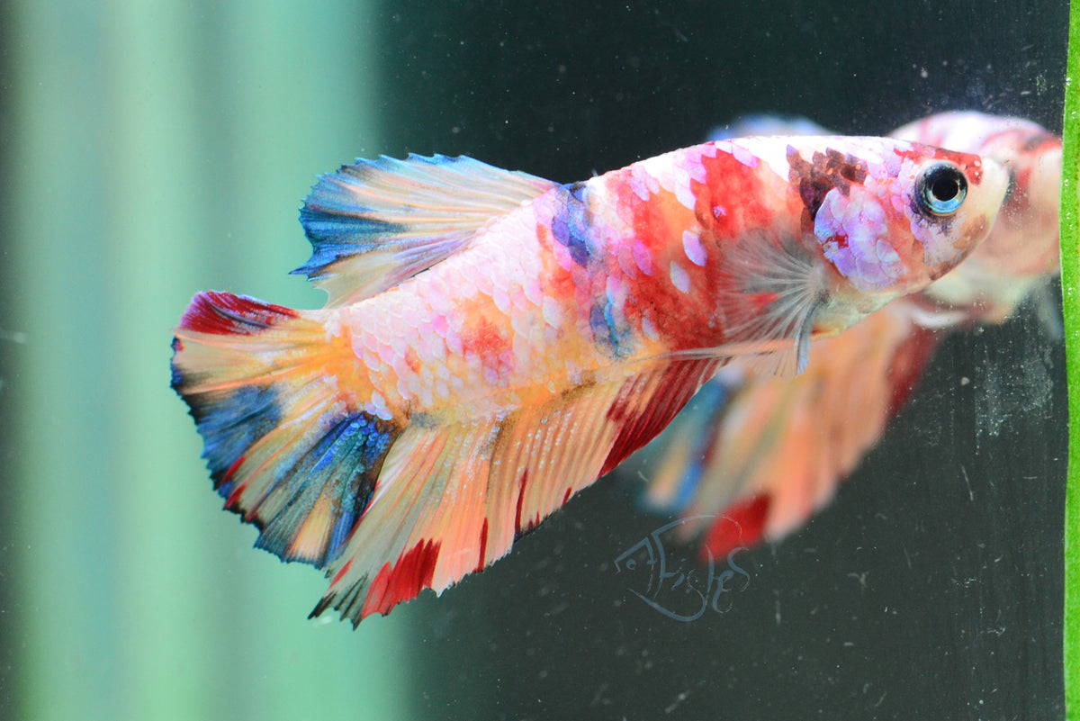 Multicolour HMPK Male