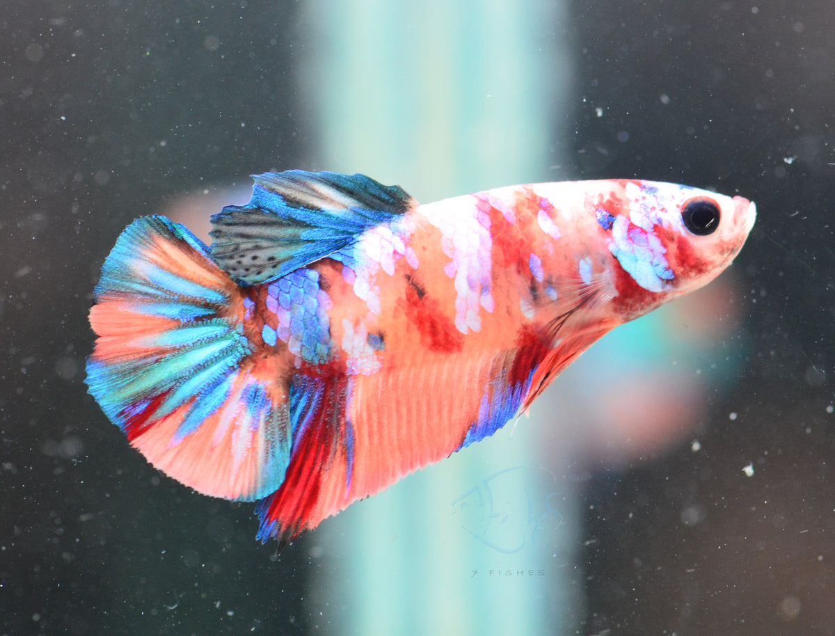 Multicolour HMPK Male