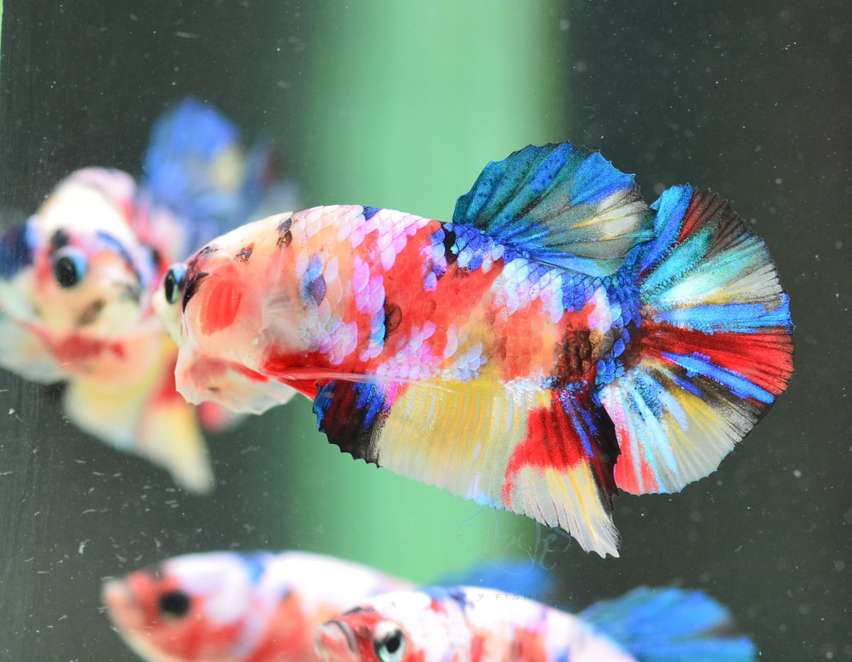Multicolour HMPK Male