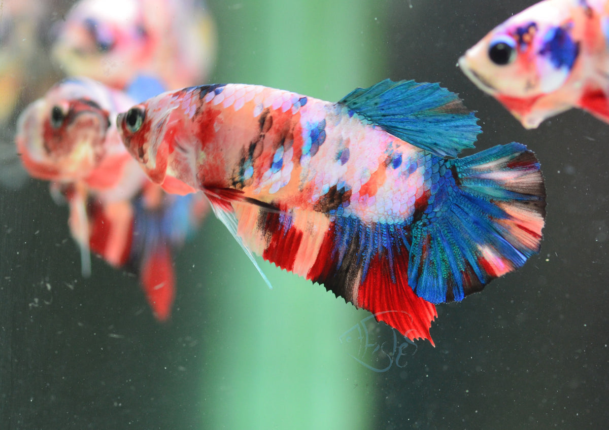 Multicolour HMPK Male