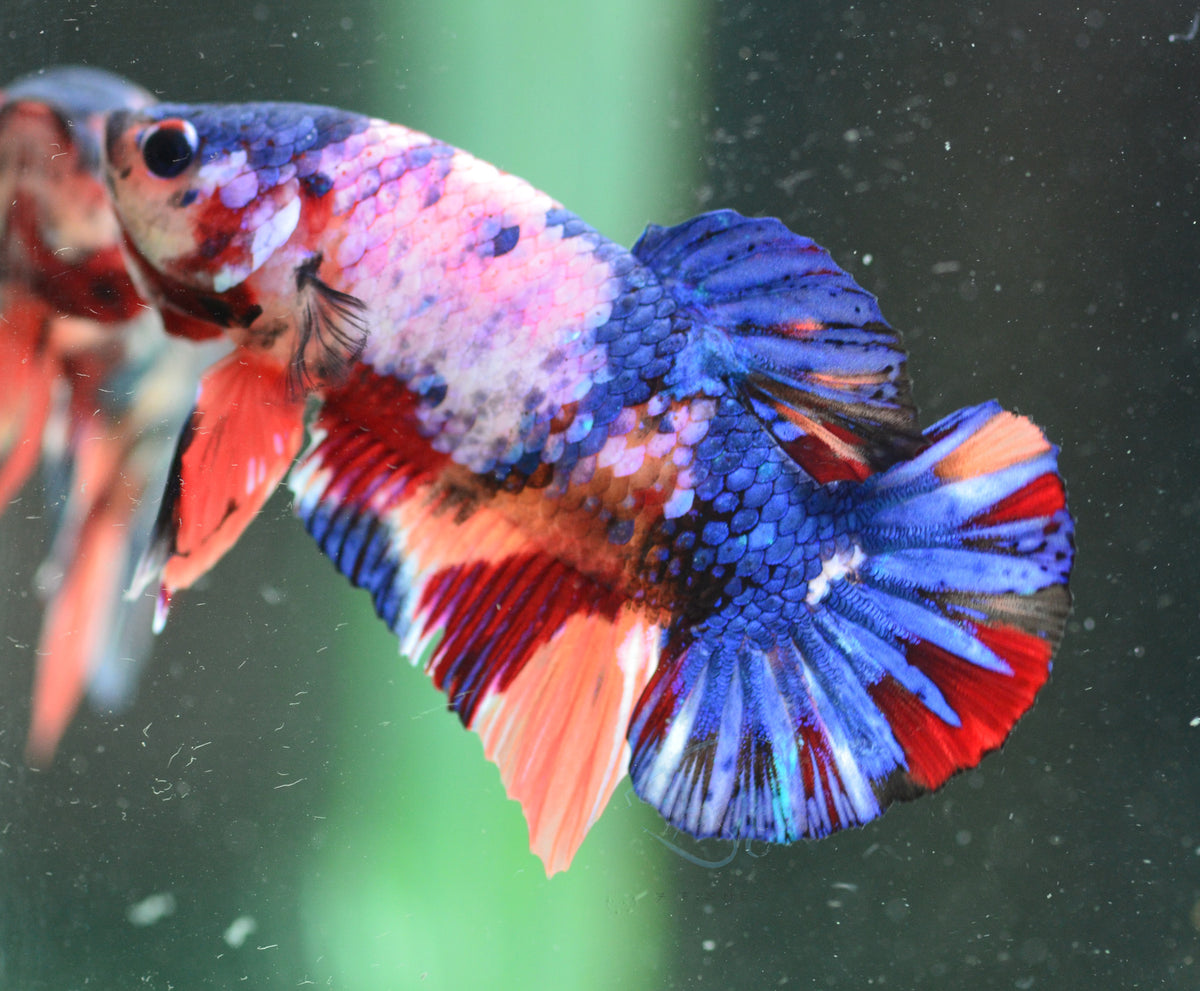 Multicolour HMPK Male