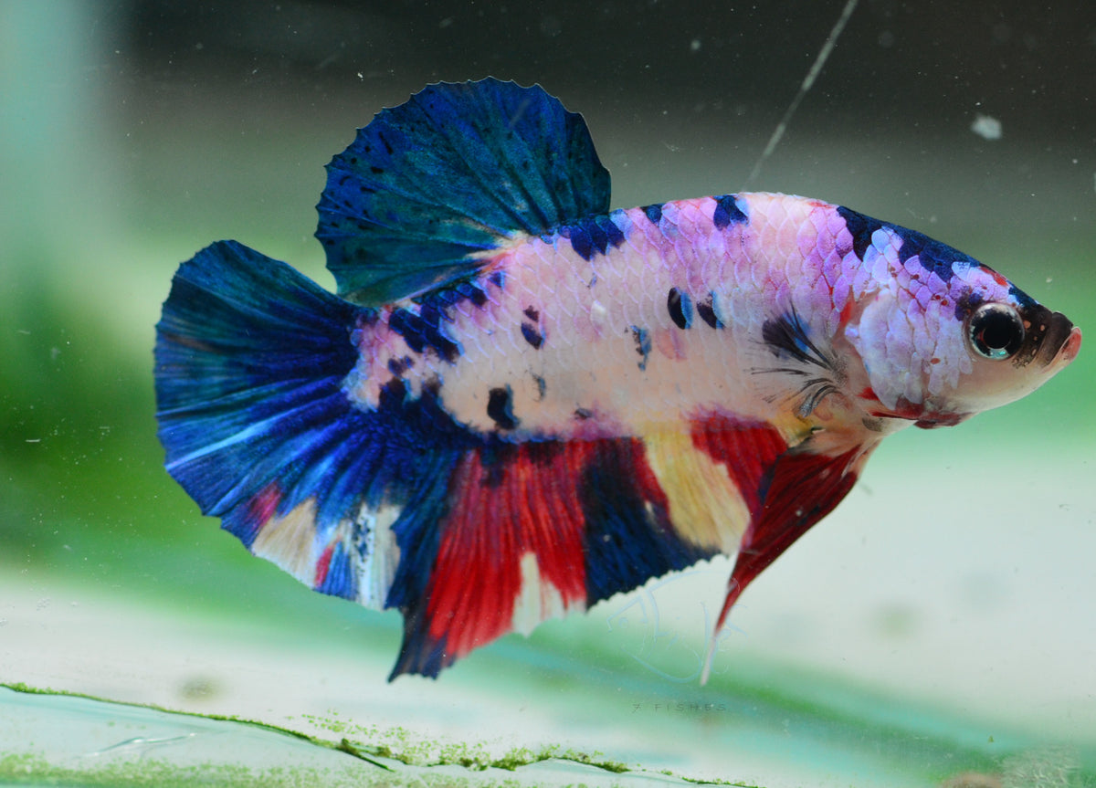 Multicolour HMPK Male