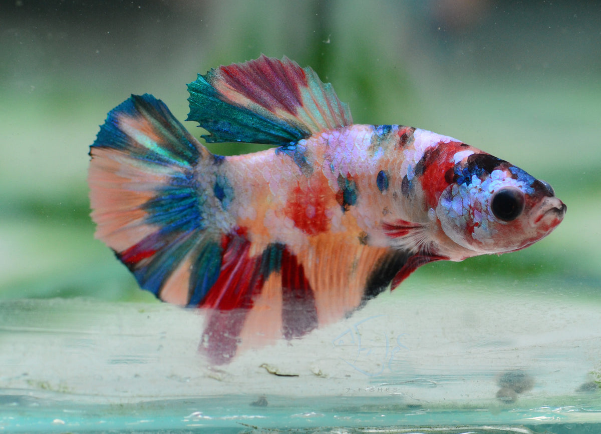 Multicolour HMPK Male